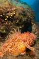 red scorpionfish red scorpionfish