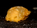 Berthellina citrina Berthellina citrina
