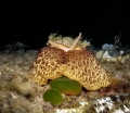 Umbraculum umbraculum Umbraculum umbraculum