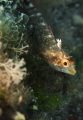 mediterranean triplefin mediterranean triplefin