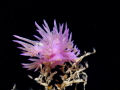 Flabellina affinis Flabellina affinis