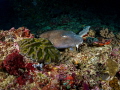 Sneak Peek
Brownbanded Bbamboo Shark Chiloscyllium punctatum
Manta Point Bali Indonesia Sneak Peek
Brownbanded Bbamboo Shark Chiloscyllium punctatum
Manta Point Bali Indonesia