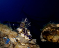 Mating Felimare picta Mating Felimare picta