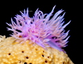 Flabellina affinis courting Flabellina affinis courting