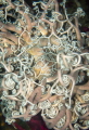 mediterranean basket star mediterranean basket star
