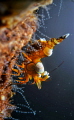 shrimp shrimp