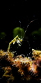 a shrimp a shrimp
