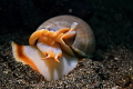 snail snail