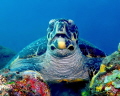 Turtle eating its lunch. Tulamben Bali. Turtle eating its lunch. Tulamben Bali.