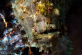 Frogfish/Photographed with a Canon 60 mm macro lens at Alor Indonesia Frogfish/Photographed with a Canon 60 mm macro lens at Alor Indonesia