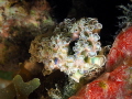 Lettuce Sea Slug Elysia Crispata Mingo Cay U.S. Virgin Islands Lettuce Sea Slug Elysia Crispata Mingo Cay U.S. Virgin Islands