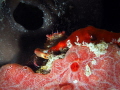 Red Ridged Clinging Crab Mithraculus forceps Mingo Cay U.S. Virgin Islands Red Ridged Clinging Crab Mithraculus forceps Mingo Cay U.S. Virgin Islands