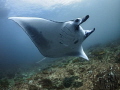 Span
Manta Ray Mobula alfredi
Manta Point Bali Indonisia Span
Manta Ray Mobula alfredi
Manta Point Bali Indonisia
