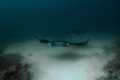 Manta rays passing near cleaning station in the Sulwaesi sea Sangalaki Island East Kalimantan. Manta rays passing near cleaning station in the Sulwaesi sea Sangalaki Island East Kalimantan.