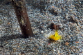 Yellow Goby/Photographed with a Canon 60 mm macro lens at Anilao Philippines Yellow Goby/Photographed with a Canon 60 mm macro lens at Anilao Philippines
