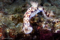 Yellow Goby/Photographed with a Canon 60 mm macro lens at Anilao Philippines Yellow Goby/Photographed with a Canon 60 mm macro lens at Anilao Philippines