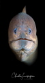 Muraenidae Muraenidae
