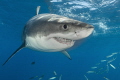 GWS Guadalupe Mexico GWS Guadalupe Mexico