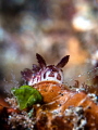 Quandary
Nudibranch
Bali Indonesia Quandary
Nudibranch
Bali Indonesia