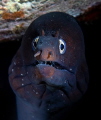 Moray eel Moray eel