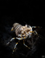 bumble bee shrimp bumble bee shrimp