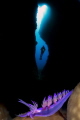 Purple nudi Purple nudi