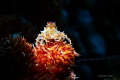 Candy Crab Candy Crab