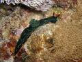 Nudibranch Nembrotha kubaryana Nudibranch Nembrotha kubaryana