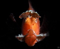 Rhinopias eschmeyeri Rhinopias eschmeyeri