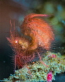 Hairy shrimp with eggs Hairy shrimp with eggs
