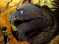 Muraena helena Muraena helena