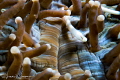 Mushroom Coral Pipefish/Photographed with a Canon 60 mm macro lens and SMC 1 at Anilao Philippines Mushroom Coral Pipefish/Photographed with a Canon 60 mm macro lens and SMC 1 at Anilao Philippines