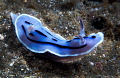 Chromodoris willani/Photographed with a Canon 60 mm macro lens at Anilao Philippines Chromodoris willani/Photographed with a Canon 60 mm macro lens at Anilao Philippines