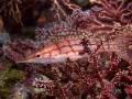 Longnose hawkfish Oxycirrhites typus Beqa Lagoon Fiji Longnose hawkfish Oxycirrhites typus Beqa Lagoon Fiji