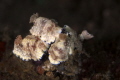 Nudibranch Goniobranchus aureopurpureus
Nudibranch Goniobranchus aureopurpureus
