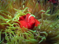 Spinecheek Anemonefish Premnas biaculeatus Wakatobi Marine Preserve Indonesia Spinecheek Anemonefish Premnas biaculeatus Wakatobi Marine Preserve Indonesia