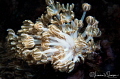 Xenia Coral/Photographed with a Canon 60 mm macro lens at Anilao Philipines Xenia Coral/Photographed with a Canon 60 mm macro lens at Anilao Philipines