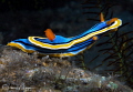 Chromodoris annae/Photographed with a Canon 60 mm macro lens at Anilao Philippines Chromodoris annae/Photographed with a Canon 60 mm macro lens at Anilao Philippines