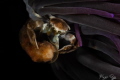 Porcelain Crab in the shadows Porcelain Crab in the shadows