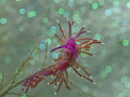Fabellina Fabellina