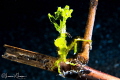 Arrowhead Crab/Photographed with a Canon 60 mm macro lens at Anilao Philippines Arrowhead Crab/Photographed with a Canon 60 mm macro lens at Anilao Philippines