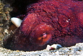 Day Octopus/Photographed with a Canon 60 mm macro lens at Anilao Philippines Day Octopus/Photographed with a Canon 60 mm macro lens at Anilao Philippines