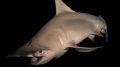 good night hammerhead good night hammerhead
