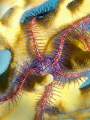 Brittle Star on Fire Coral Stevens Cay U.S. Virgin Islands Brittle Star on Fire Coral Stevens Cay U.S. Virgin Islands