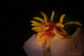 Phestilla melanobrachia
Phestilla melanobrachia
