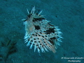 Freckled Porcupinefish have fight before Freckled Porcupinefish have fight before
