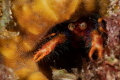 Who s there and what do you want... Some kind of squat lobster peeping out of a hole Who s there and what do you want... Some kind of squat lobster peeping out of a hole