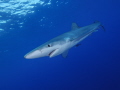 Blue shark off Faial Azores. Blue shark off Faial Azores.