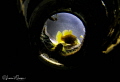 Gobies In A Bottle/Photographed with only a torch at the bottle base and with a Canon 60 mm macro lens in Anilao Philippines Gobies In A Bottle/Photographed with only a torch at the bottle base and with a Canon 60 mm macro lens in Anilao Philippines