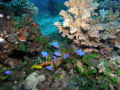 Marine Life Dauin Marine Life Dauin